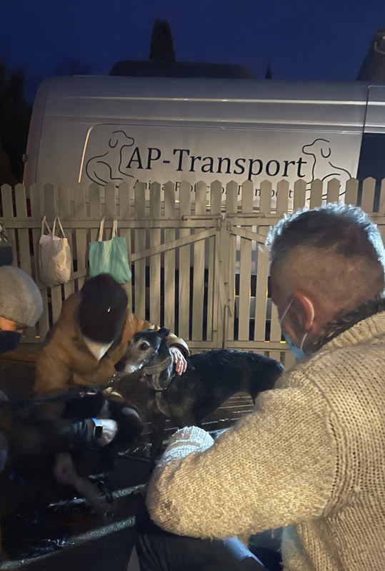 Gala Ankunft Gala Ankunft