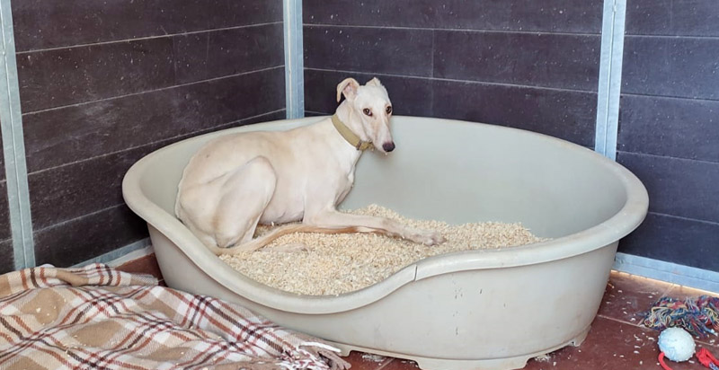 Lumi Quarantäne Lumi Quarantäne