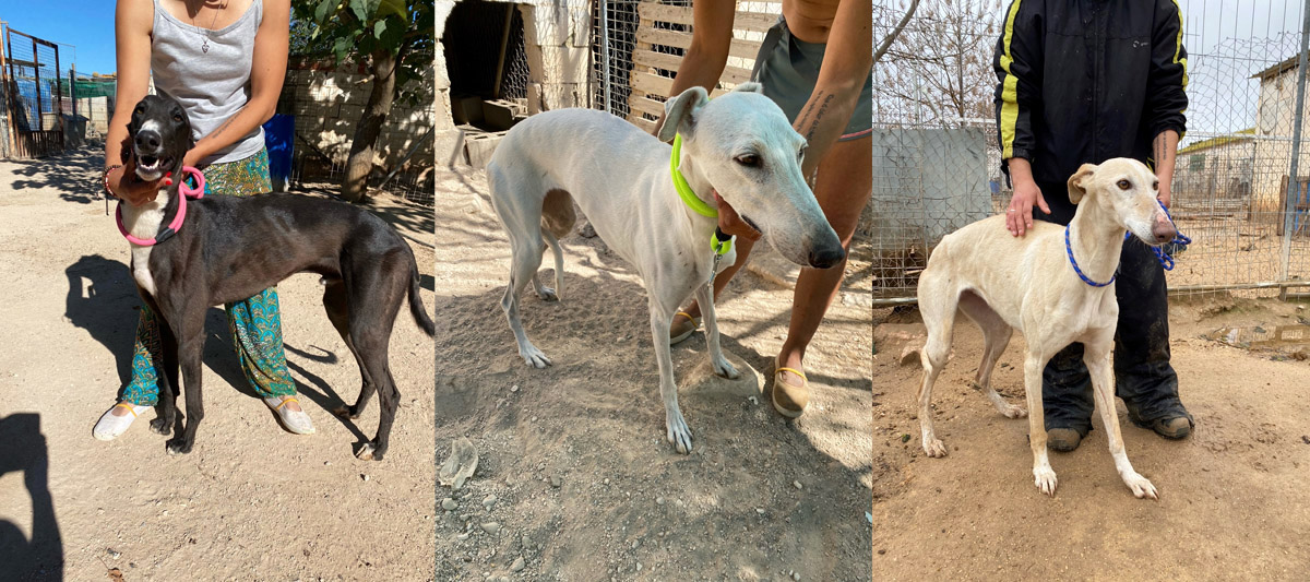 Sprint, Reina und Bianca Sprint, Reina und Bianca