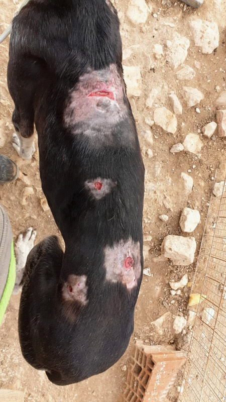 Galgo verletzt Galgo verletzt