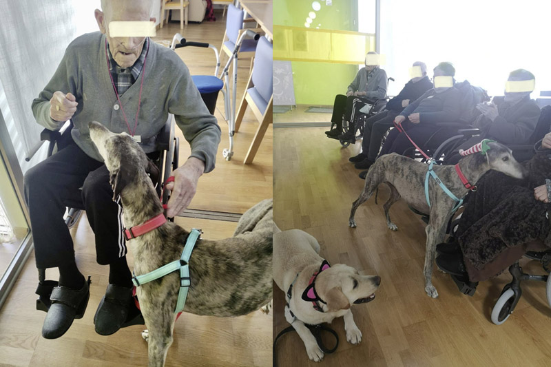 Nick als Therapiehund im Seniorenheim Nick als Therapiehund im Seniorenheim