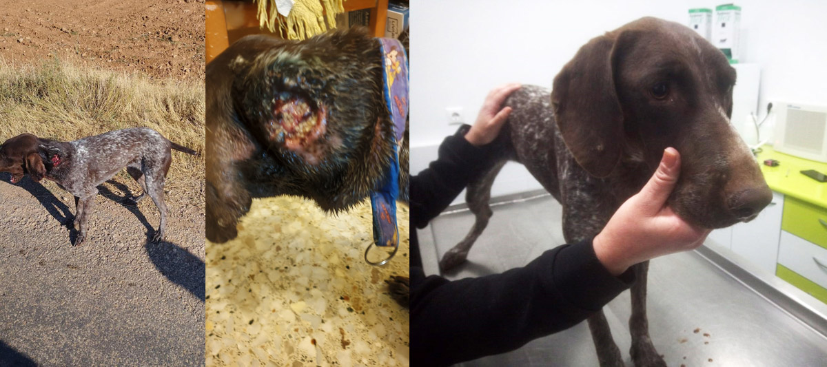 Trini beim Tierarzt Trini beim Tierarzt