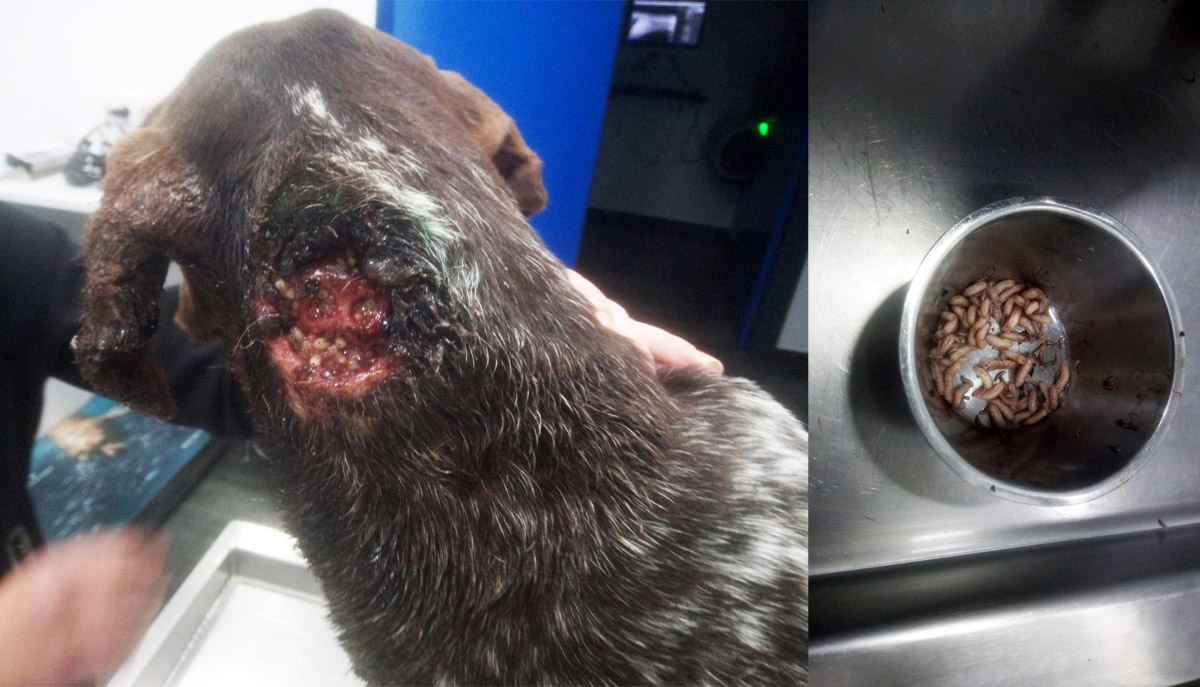 Trini beim Tierarzt Trini beim Tierarzt