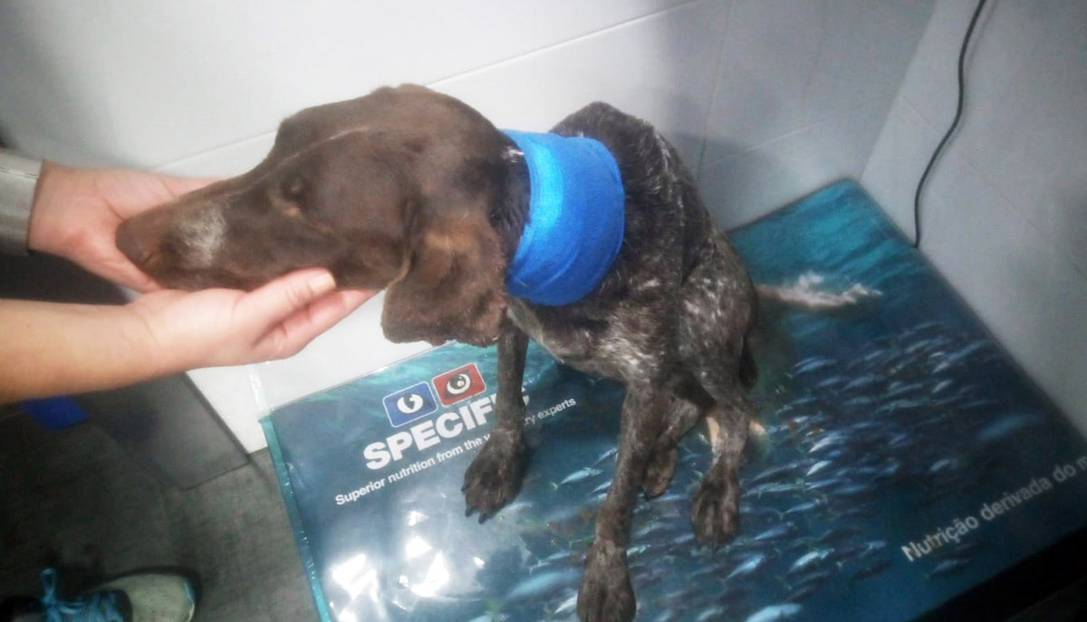 Trini beim Tierarzt Trini beim Tierarzt