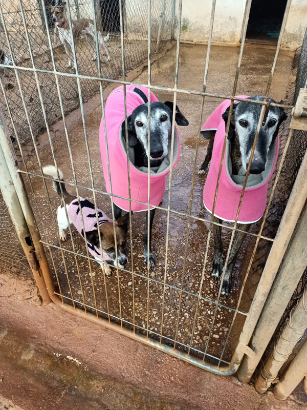 Ipa, Guinness und der kleine Moe Ipa, Guinness und der kleine Moe