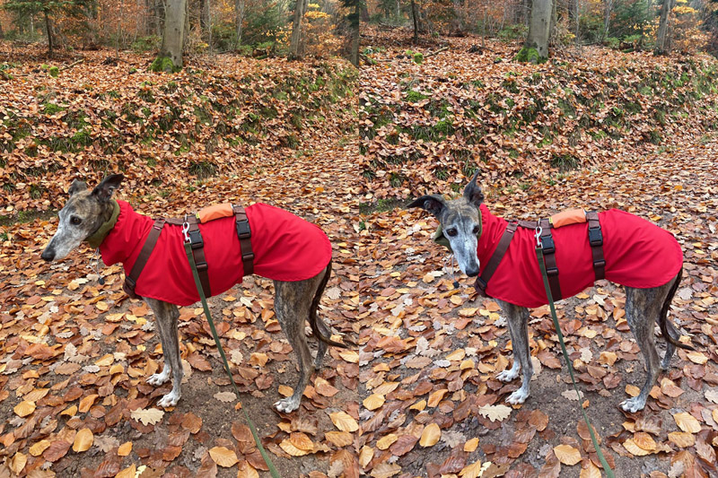 Nikolausine Rubi Nikolausine Rubi