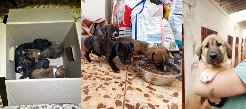 Welpen in der Perrera Welpen in der Perrera