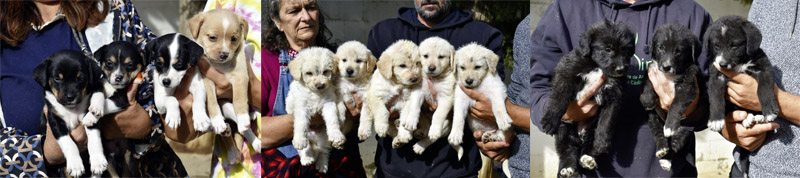 Welpen im Refugio Kimba Welpen im Refugio Kimba